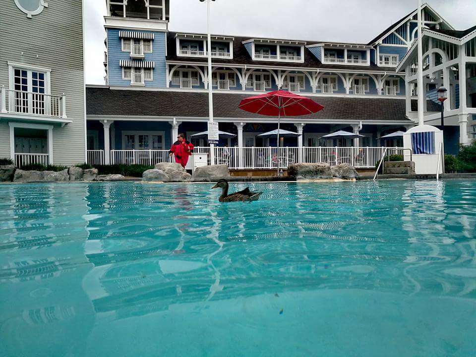 Pool Hotel Disney's Yacht Club Resort