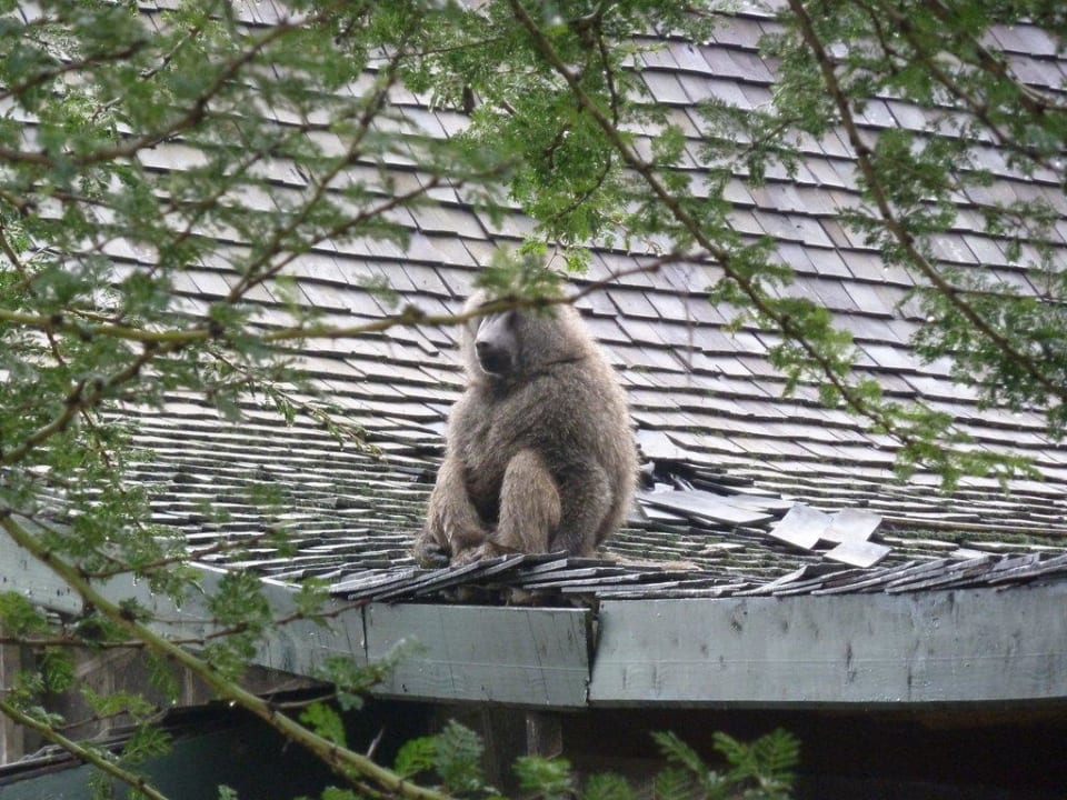 Affe auf dem Dach eines "Bungalows" in der Anlage Hotel Lake Nakuru Lodge