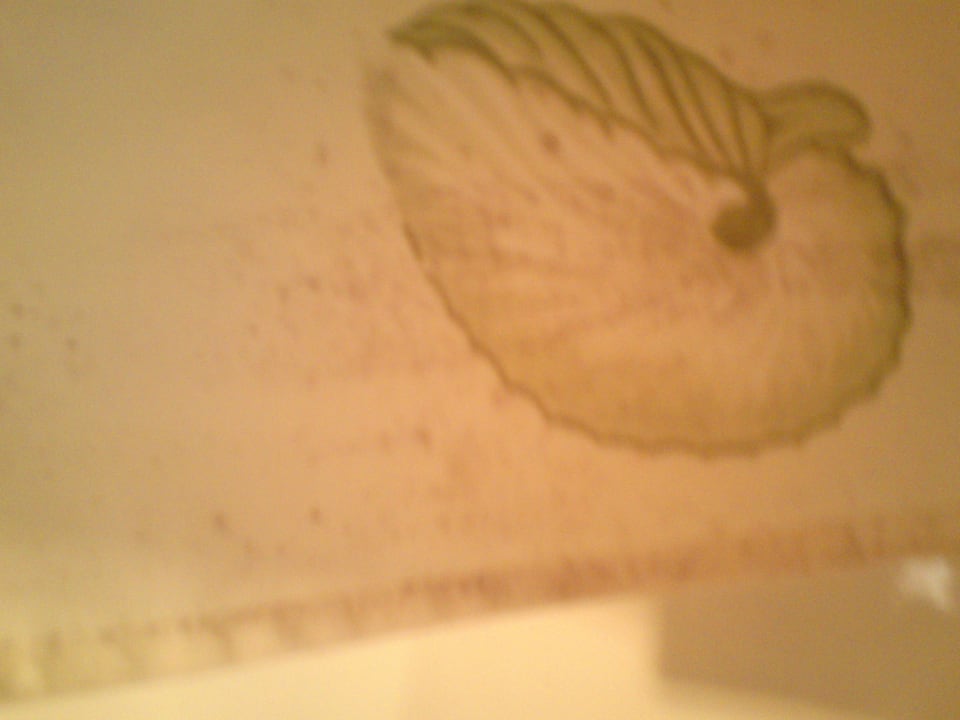 Duschvorhang verschimmelt Hotel Pliska