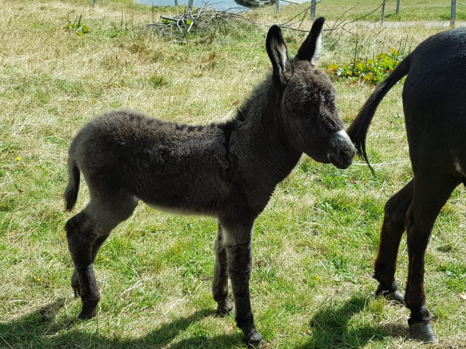 Sonstiges Familienpension Gletscherblick