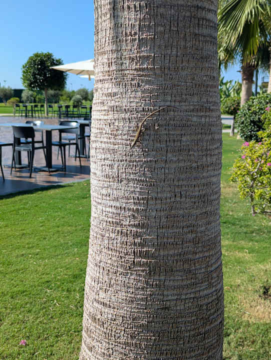 Gartenanlage Jacaranda Luxury Resort
