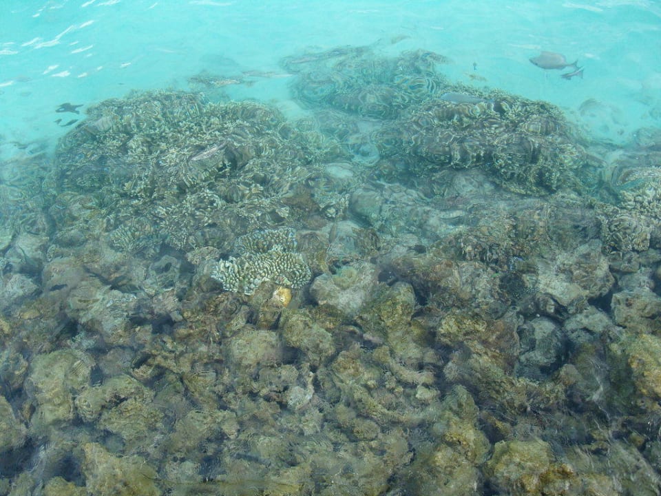 Unterwasserwelt Summer Island Maldives