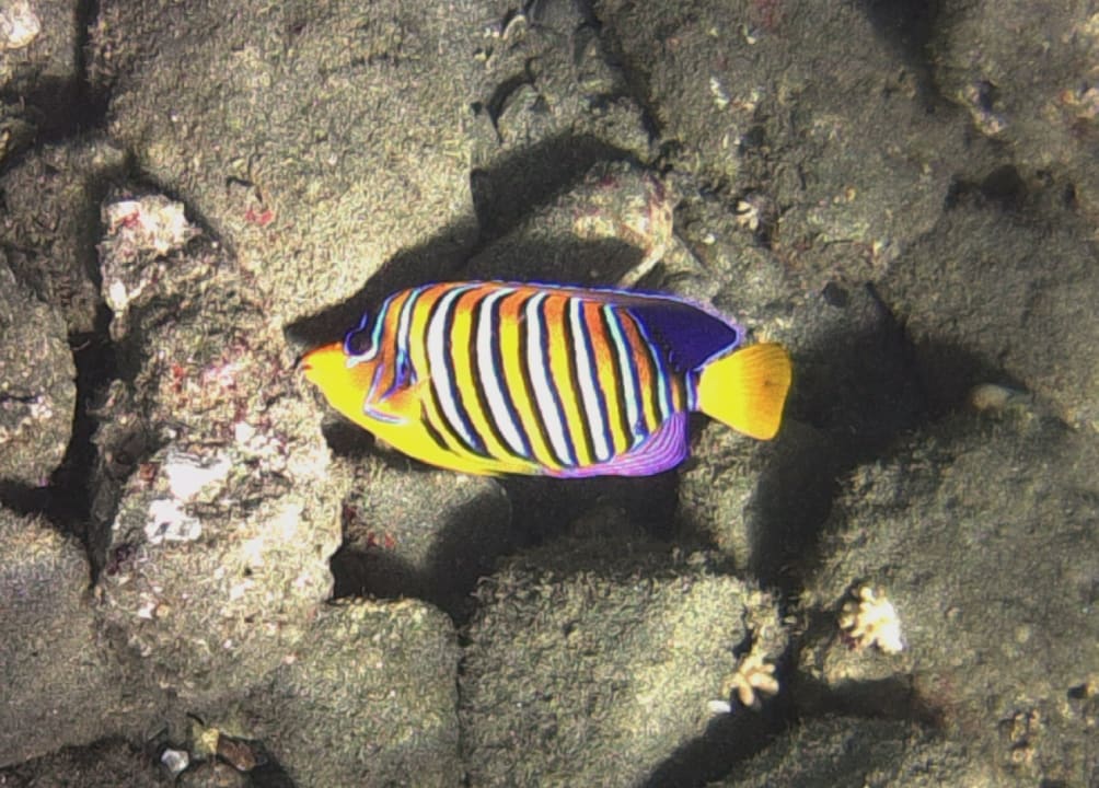 Sport & Freizeit Three Corners Equinox Beach Resort