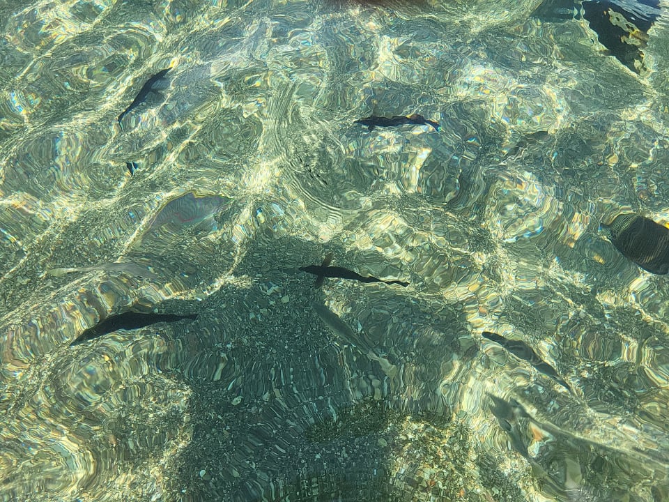 Strand Pickalbatros Sea World Resort - Marsa Alam