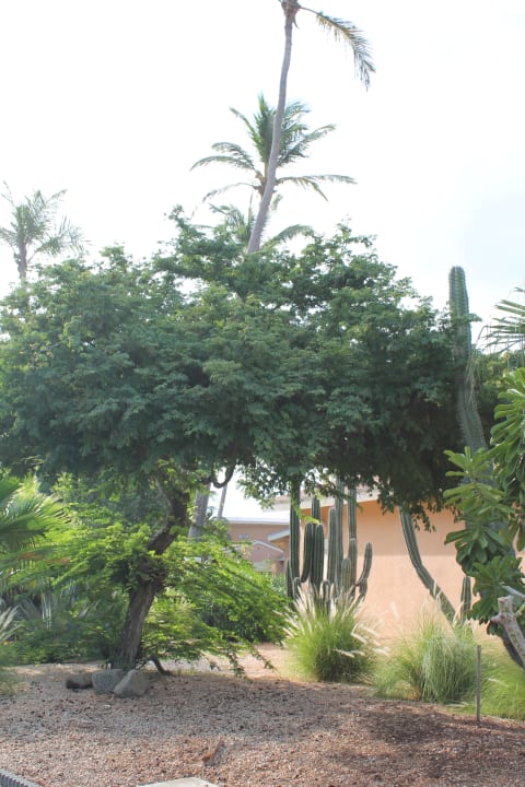 Sonstiges Divi Aruba All Inclusive