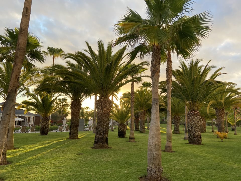Gartenanlage Hotel Riu Palace Tenerife