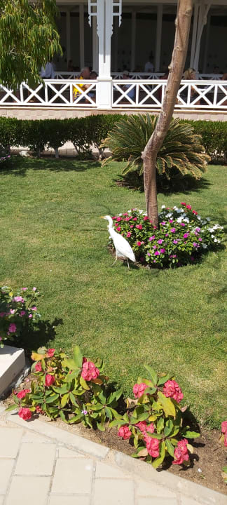 Gartenanlage Jaz Soma Beach