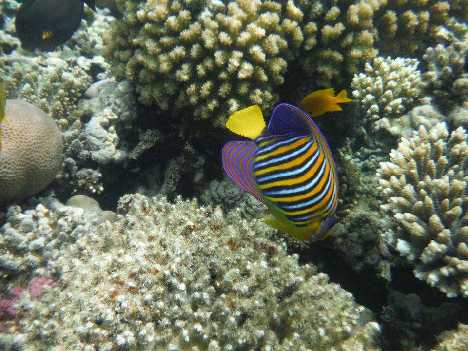 Hausriff Cleopatra Luxury Resort Makadi Bay