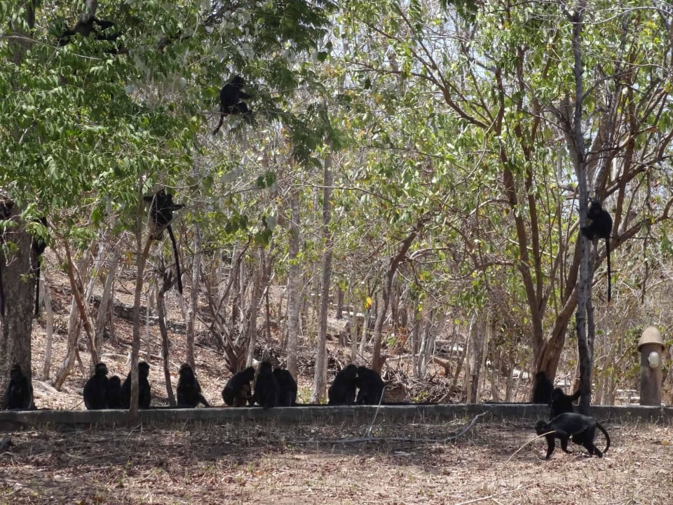 Schwarzaffen im Resort NusaBay Menjangan