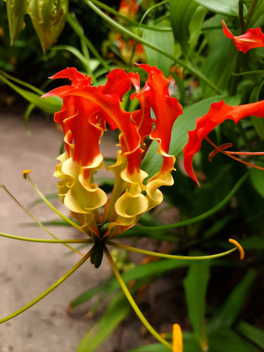 Gartenanlage NH Collection Maldives Reethi Resort