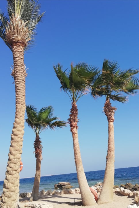 Strand Pickalbatros Citadel Resort