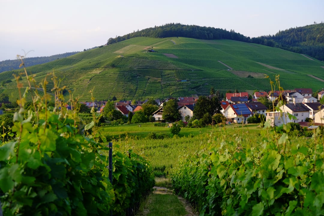 Ausblick Hotel Rebenhof