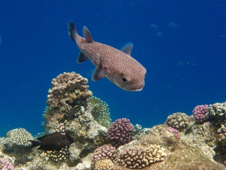 Schnorcheln am Hausriff Malikia Resort Abu Dabbab