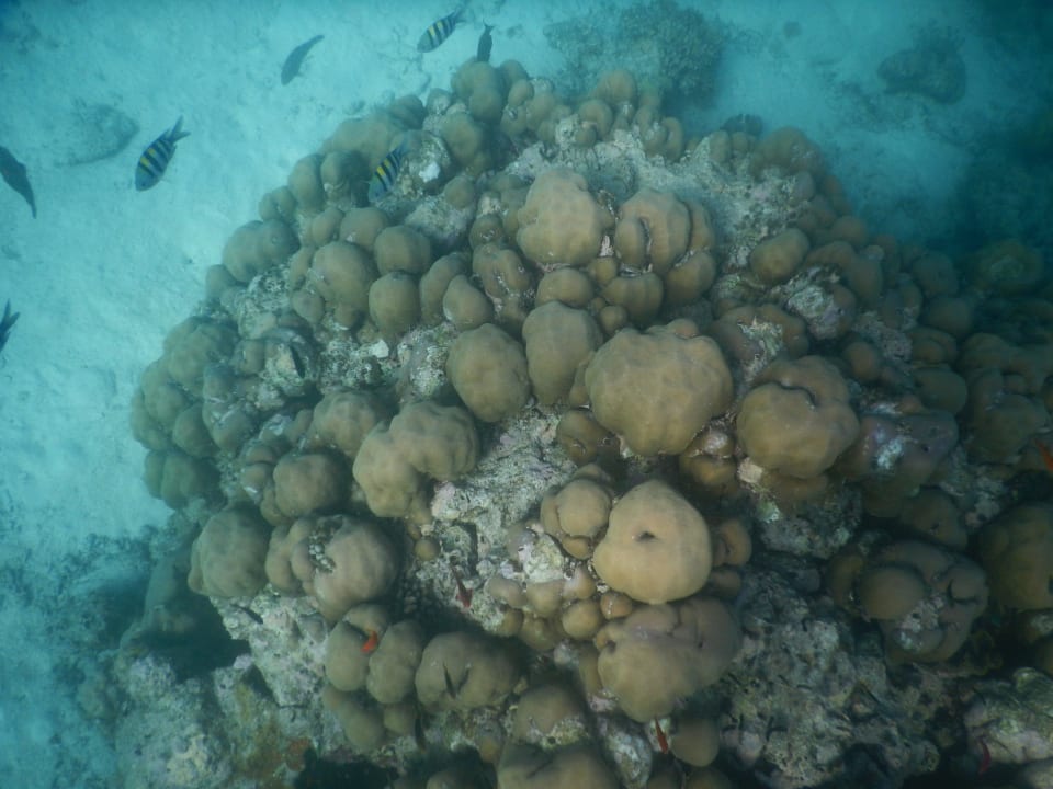 Am Hausriff Kuredu Island Resort & Spa