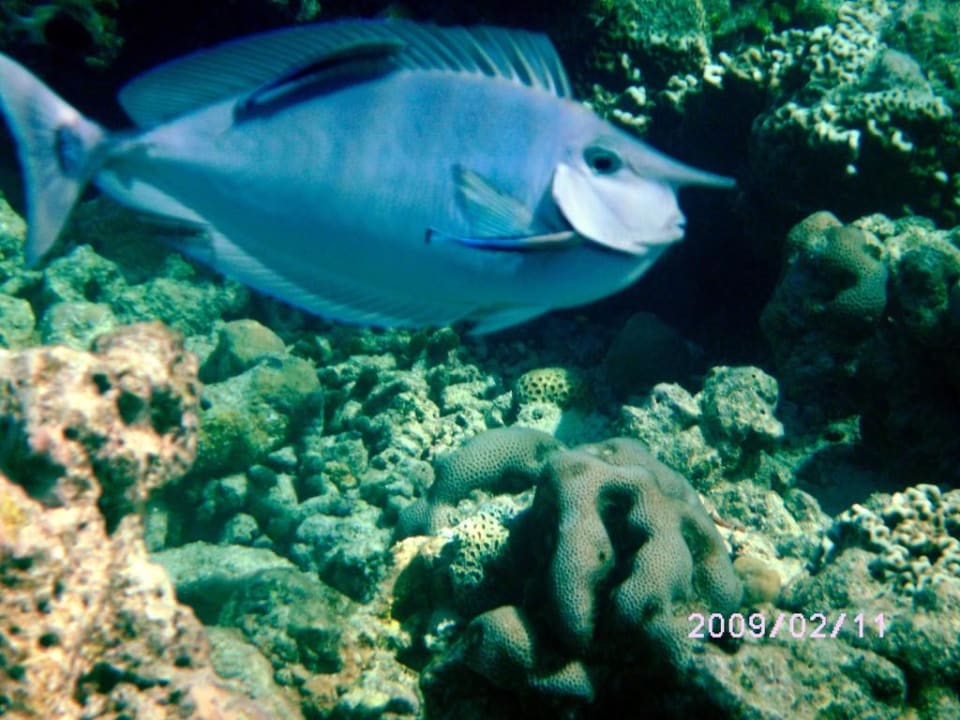 Langnasen-Doktorfisch Adaaran Select Meedhupparu Island Resort - Premium All Inclusive