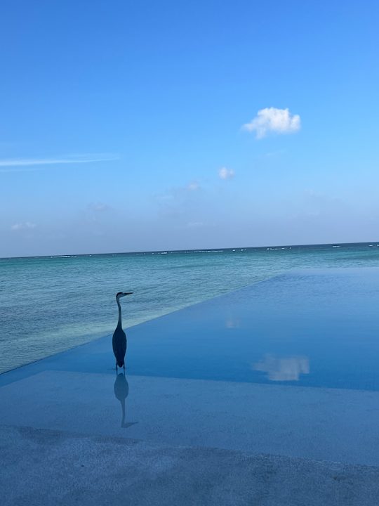 Strand Summer Island Maldives