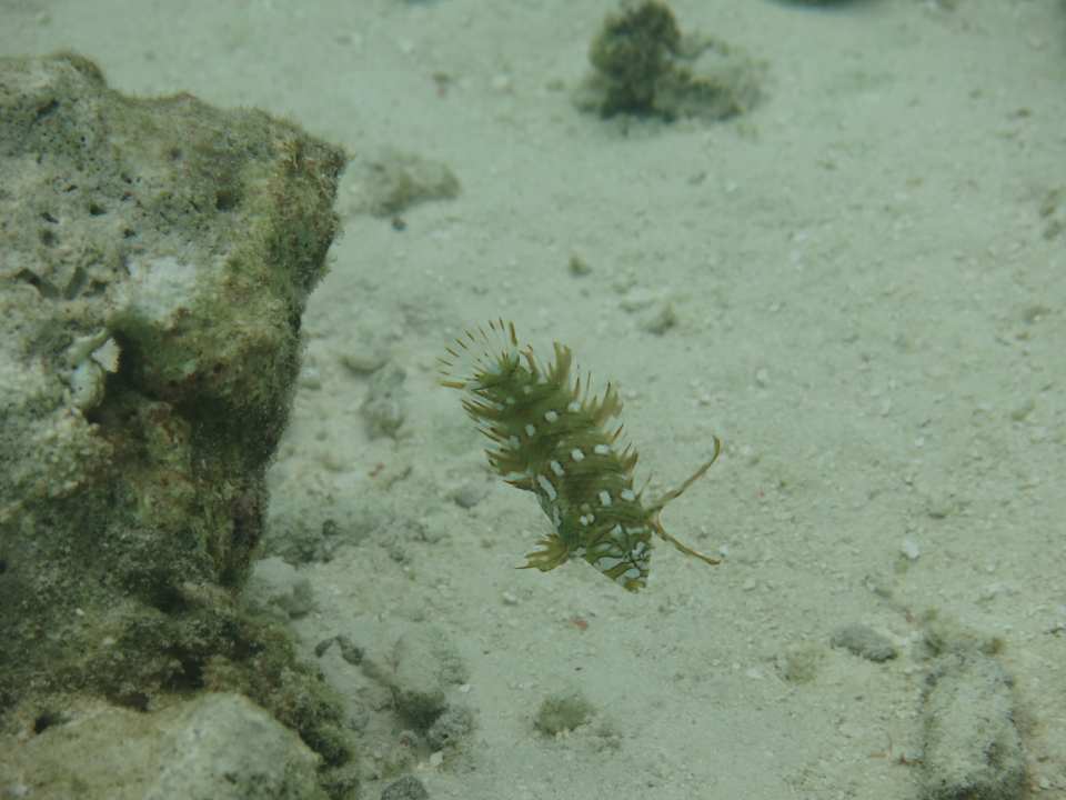 Strand NH Collection Maldives Reethi Resort