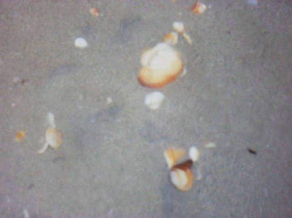 Muscheln am Meeresboden Mahdia Beach & Aquapark