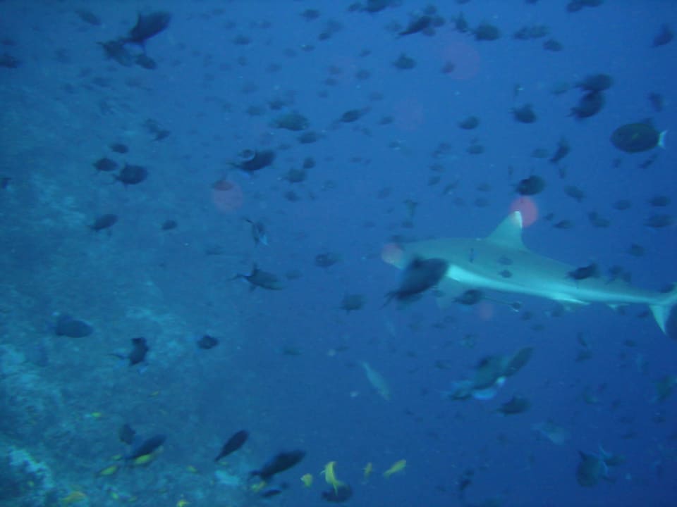 Weisspitzen Riffhai Kuramathi Maldives