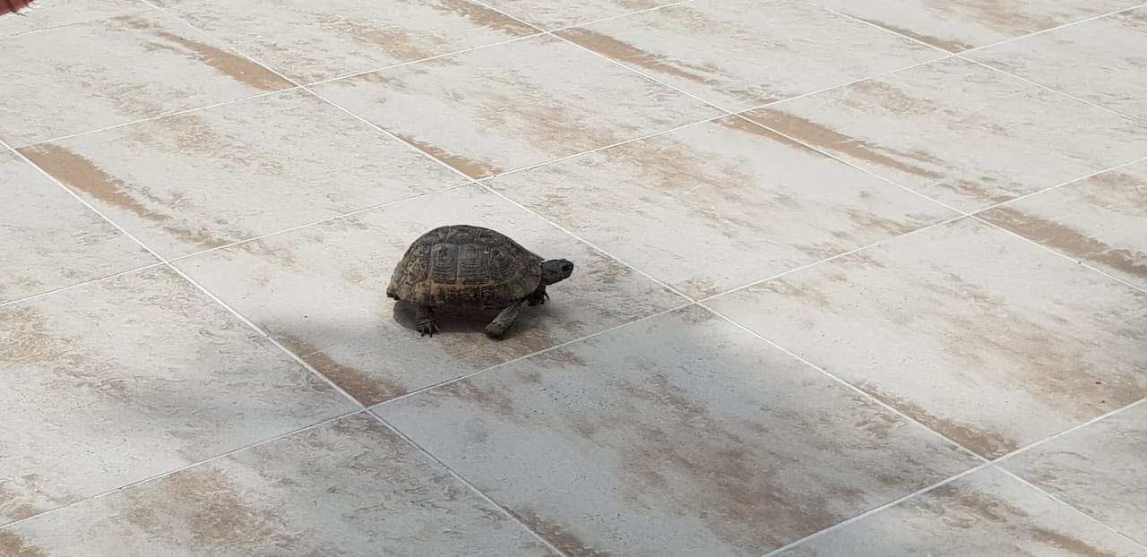 Gartenanlage Saphir Resort & Spa