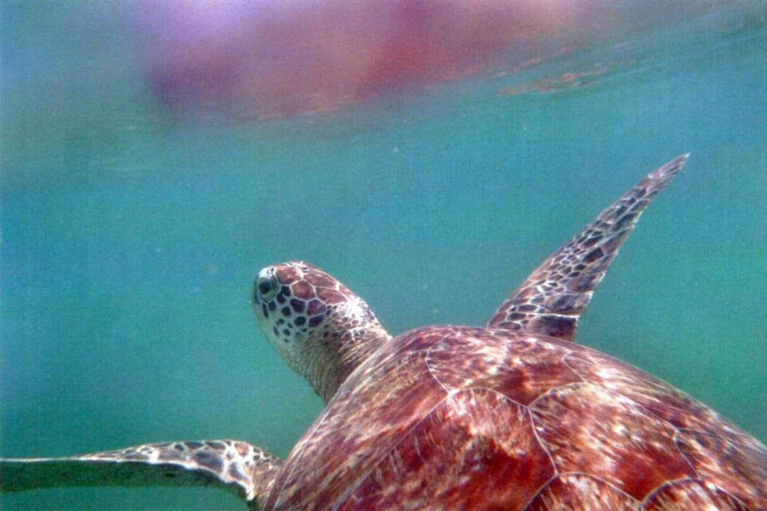 Schildkröte direkt am Strand  Kuredu Island Resort & Spa