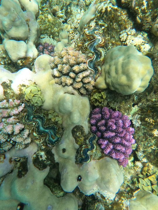 Sonstiges Three Corners Equinox Beach Resort