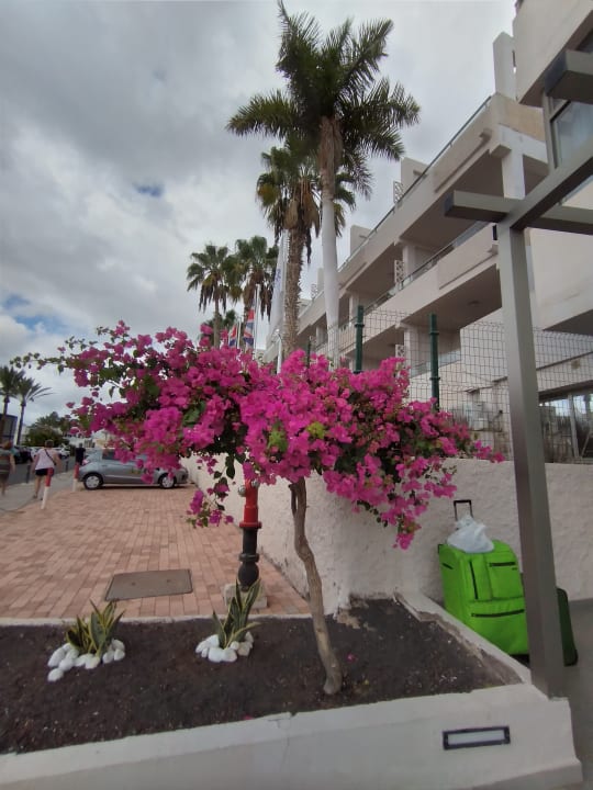 Sonstiges Servatur Alameda de Jandía