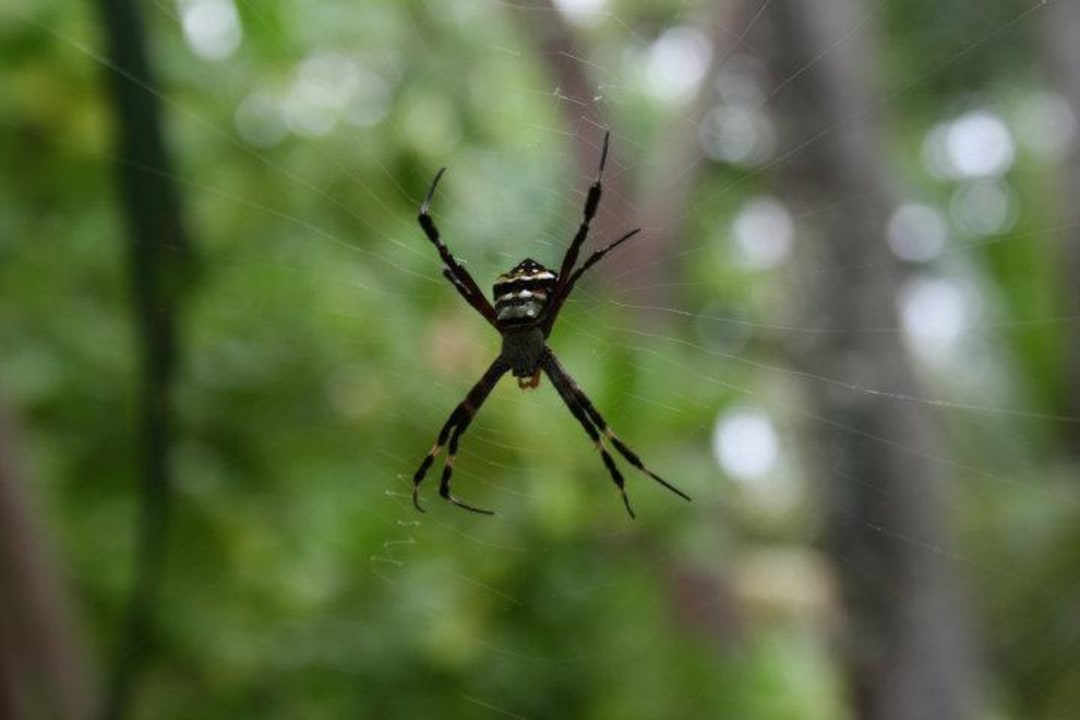 Spinne Kuramathi Maldives