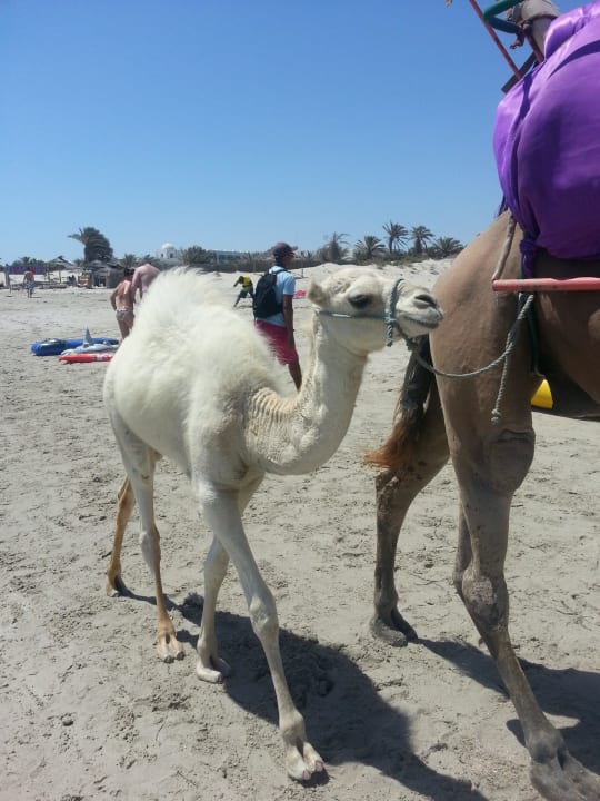 Camel small Caribbean World Thalasso Djerba