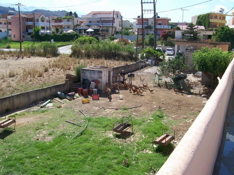 Kleintierhaltung vor dem "Alphapool" Fereniki Holiday Resort & Spa