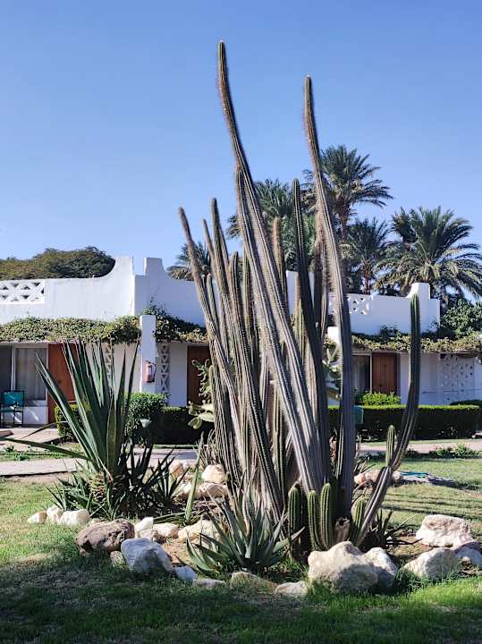 Gartenanlage Shams Safaga Resort