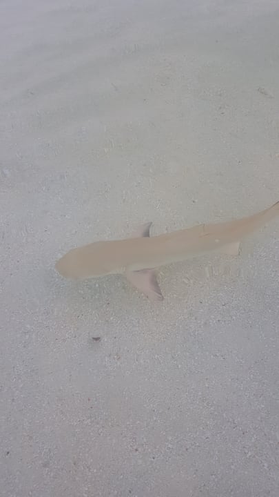 Strand Adaaran Select Meedhupparu Island Resort - Premium All Inclusive