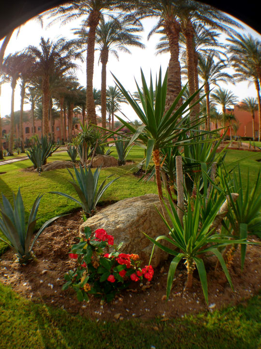Gartenanlage Jaz Makadi Oasis Resort