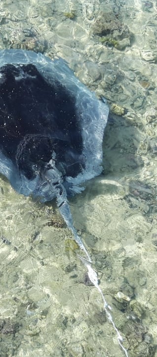 Strand Stella Beach Resort & Spa Makadi Bay