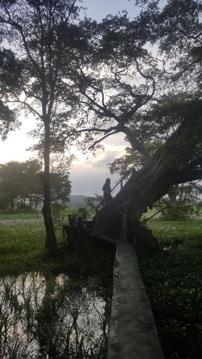 Gartenanlage Habarana Village by Cinnamon