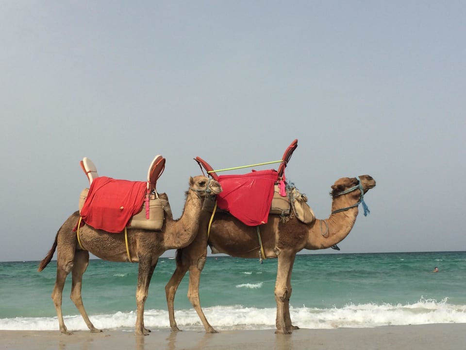 Hotelstrand The Ksar Djerba Charming Hotel & SPA