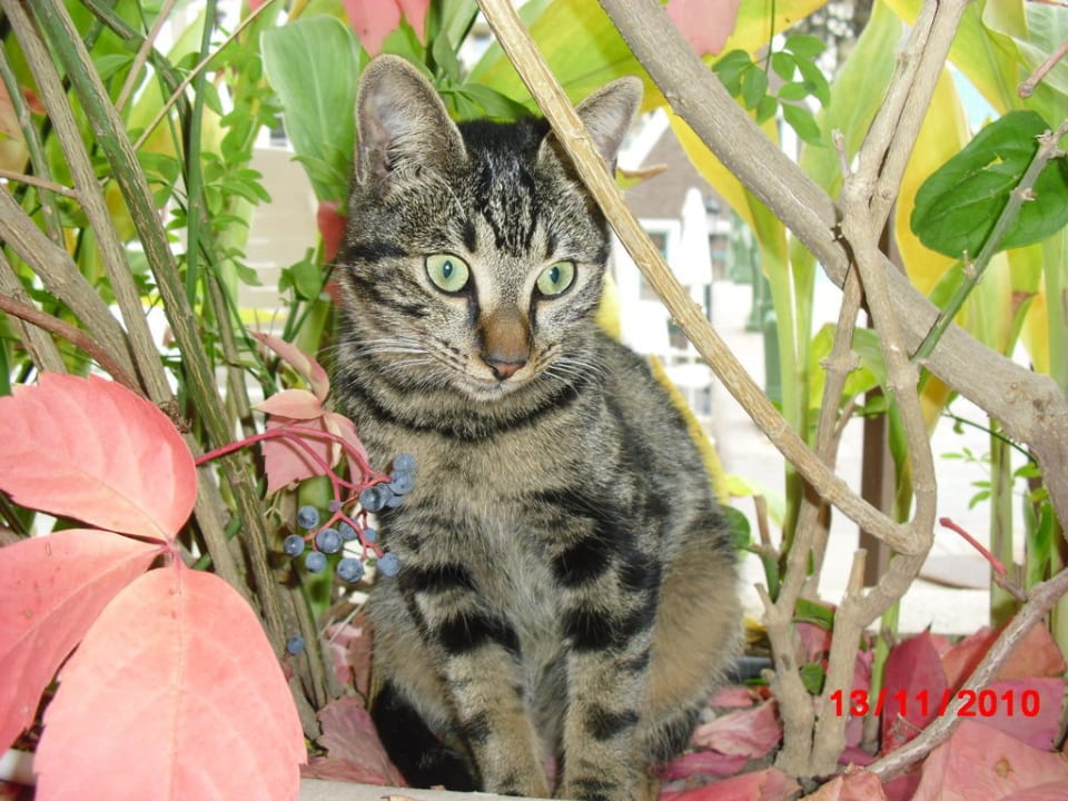 Katze die aufs Essen wartet Orange County Kemer