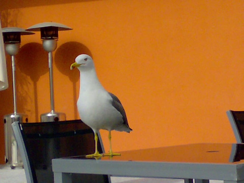 Möwen klauen Essen vom Teller Aqua Pedra Dos Bicos Design Beach Hotel - Adults only