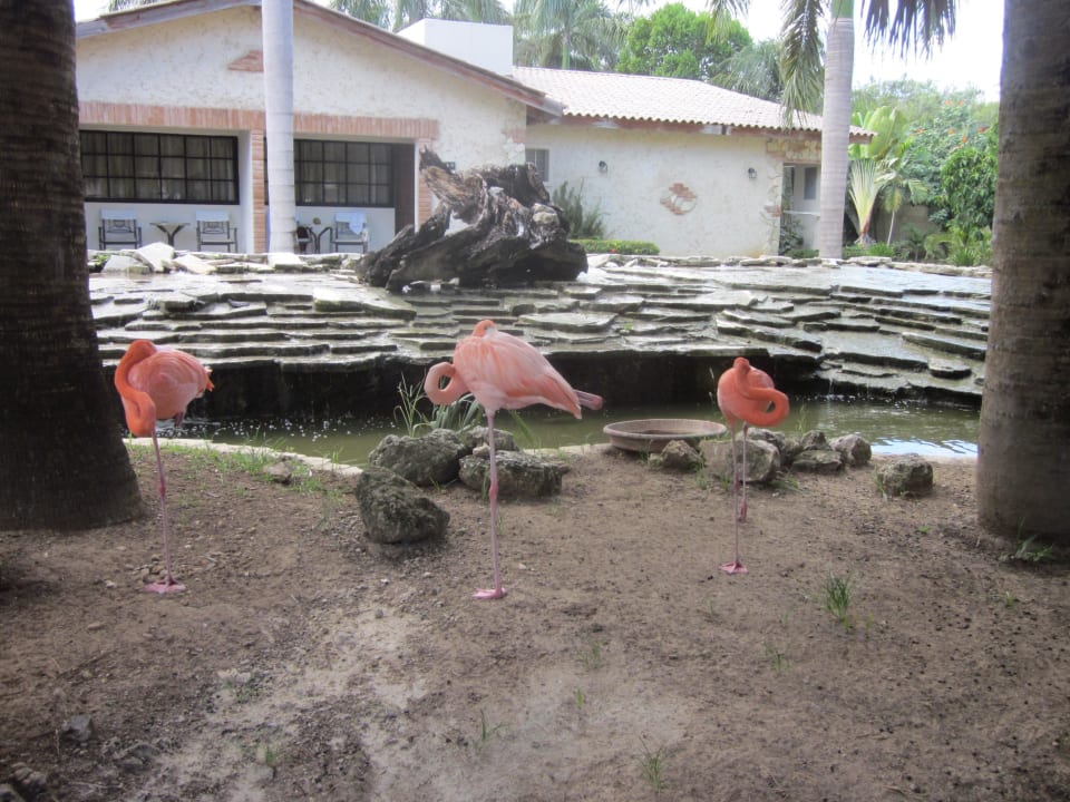 Flamingos Villas Bavaro Resort & Spa