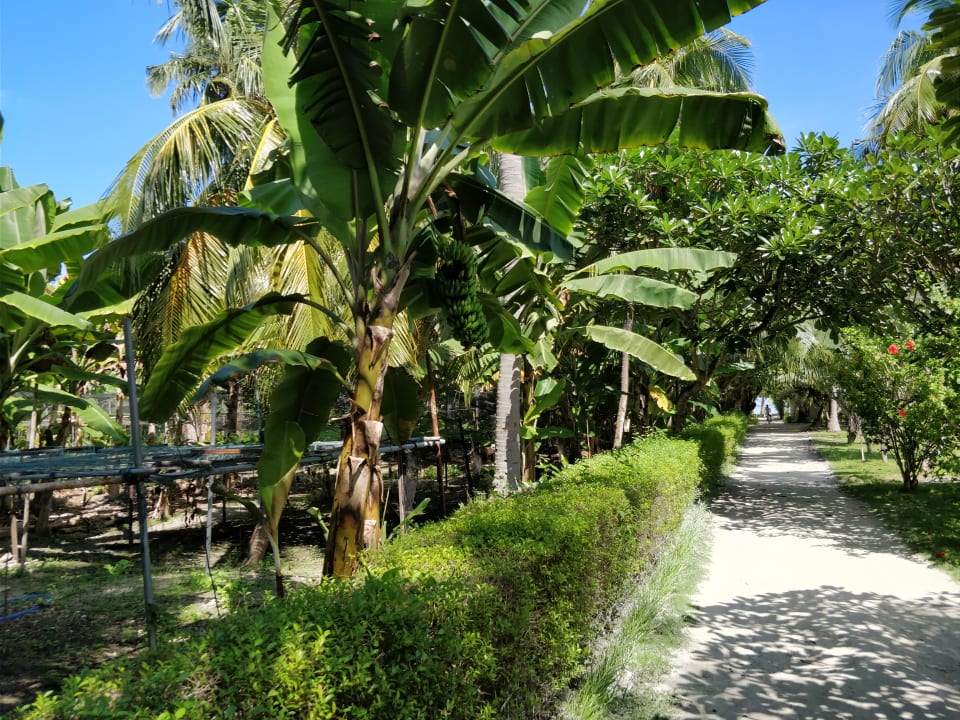 Gartenanlage Adaaran Select Hudhuran Fushi - Premium All Inclusive