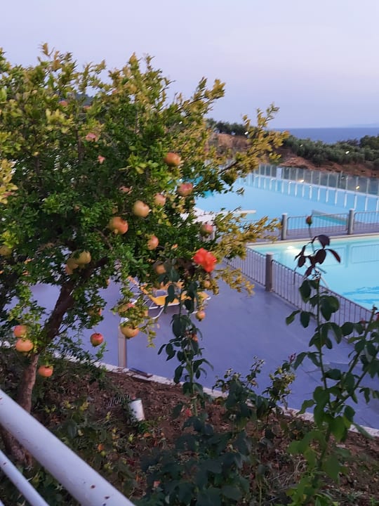 Pool Akrathos Beach Hotel