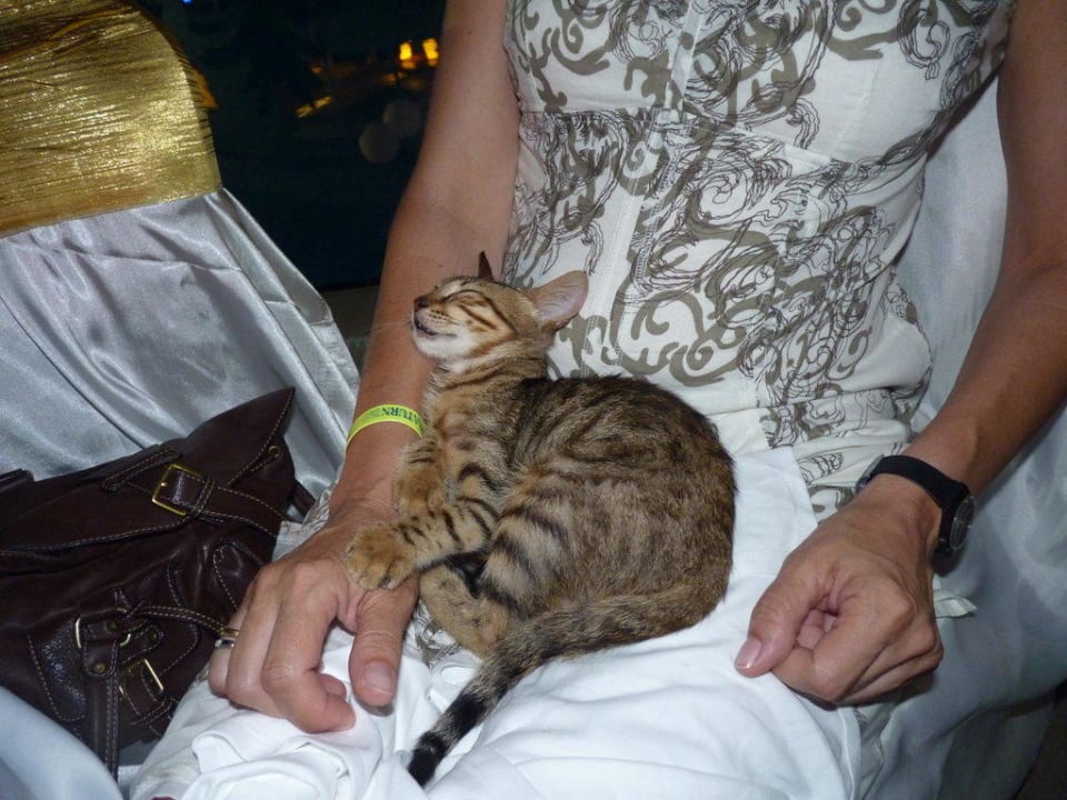 Schmusekatze Saturn Palace Resort Hotel