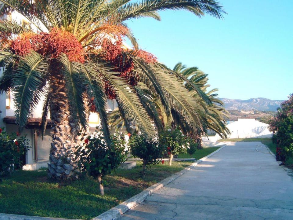 Die Westseite außen mit Palmenbestand Hotel Hermes