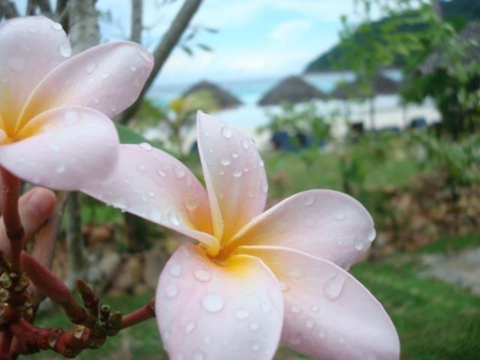 Überall blüht es so toll The Taaras Beach & Spa Resort