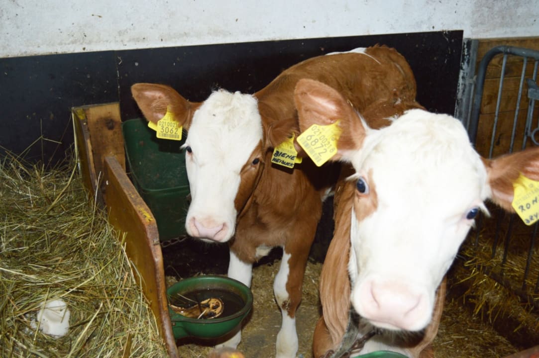 Sonstiges Niedereggerhof - Urlaub auf dem Bauernhof