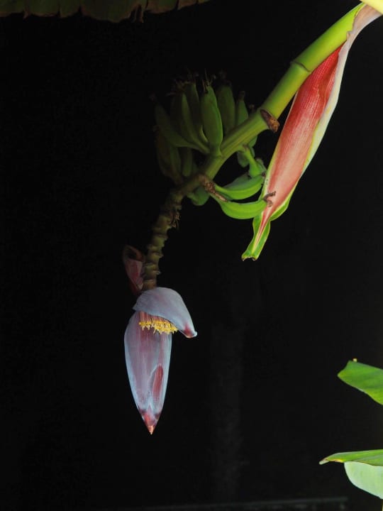 Gartenanlage Hotel Sirma