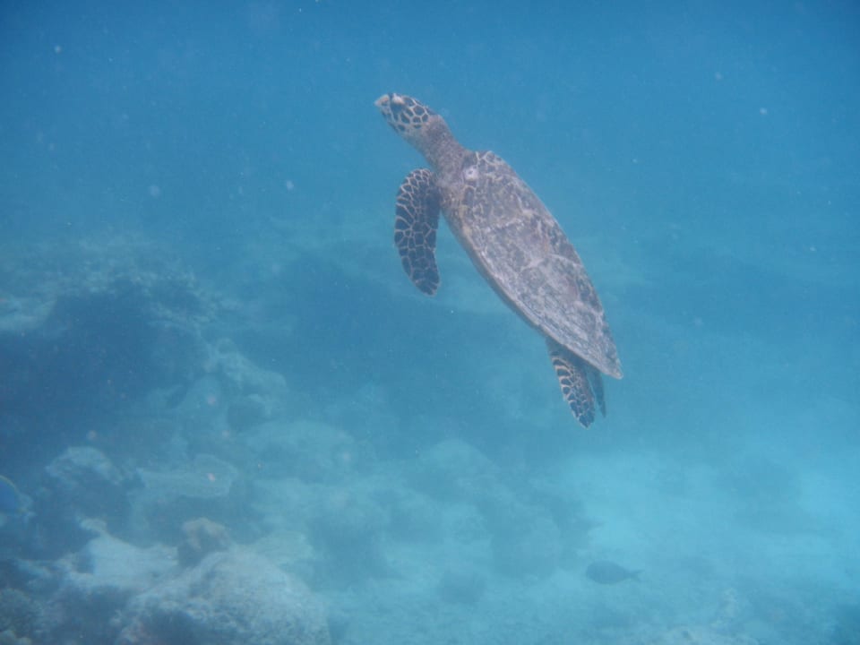Auf Schnorcheltour am Hausriff Diamonds Thudufushi