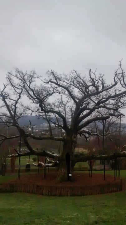 Alter Baum im Park vor dem Hotel Hotel Dorint Resort & Spa Bad Brückenau