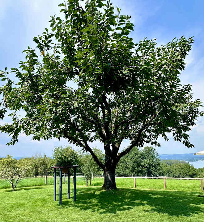 Gartenanlage Hotel Hirschen Horn | Refugium am See