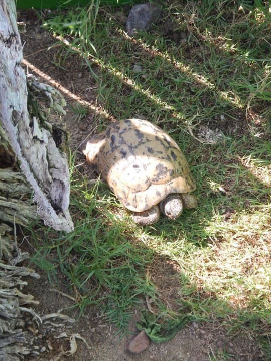 Die Landschildkröten aus dem Coraya Beach Steigenberger Coraya Beach - Adults only